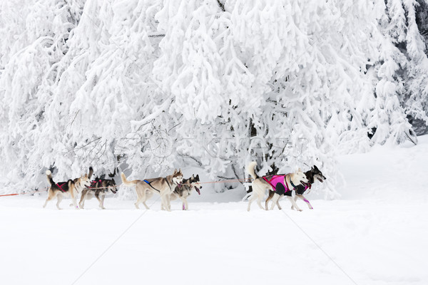 Schlitten lange Tschechische Republik Schnee läuft Rennen Stock foto © phbcz