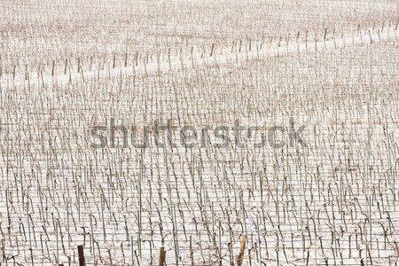Stock fotó: Tél · szőlőskert · déli · Csehország · hó · fehér