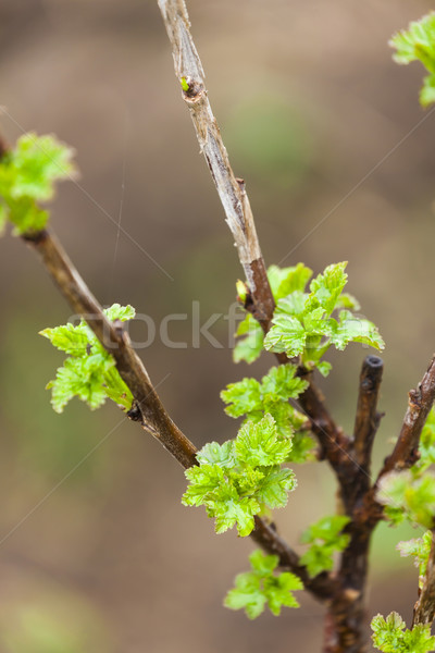 Ramo atual arbusto primavera natureza verde Foto stock © phbcz