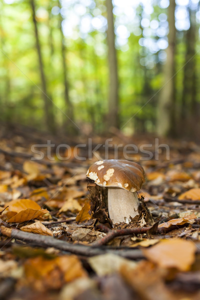 edible mushroom in forest Stock photo © phbcz