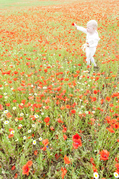 Nina verano pradera flor flor hierba Foto stock © phbcz