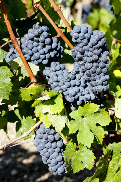 Bleu raisins région France feuille Photo stock © phbcz