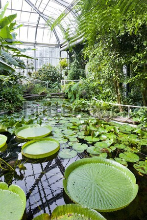 Botanische tuin Praag Tsjechische Republiek blad groene plant Stockfoto © phbcz