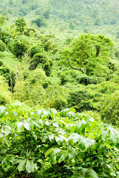 inland of Grenada, Caribbean Stock photo © phbcz