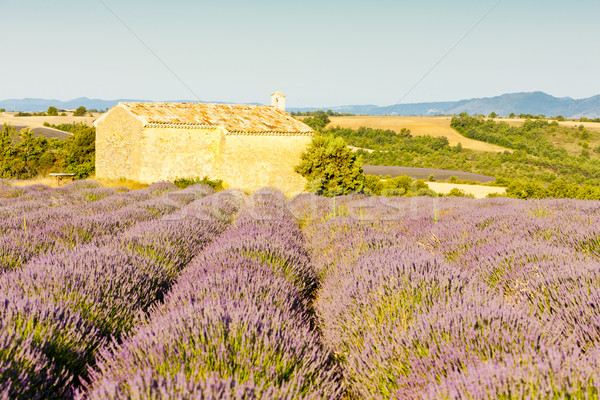 [[stock_photo]]: Chapelle · champ · de · lavande · plateau · fleur · bâtiment · domaine