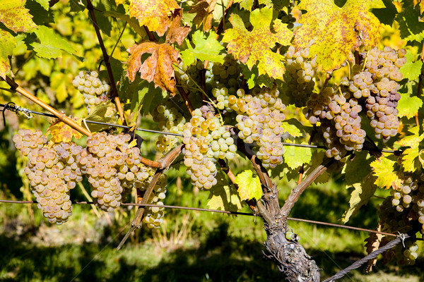 vineyard, Palava, Czech Republic Stock photo © phbcz