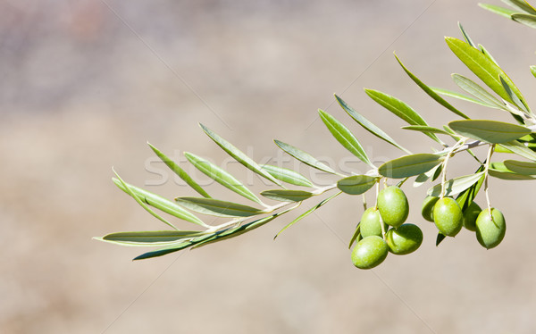 Olivo Portogallo natura frutta verde impianto Foto d'archivio © phbcz