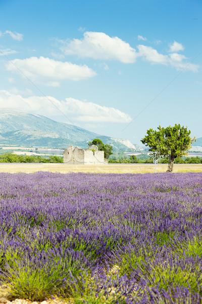 Lavendel veld plateau Frankrijk boom landschap plant Stockfoto © phbcz
