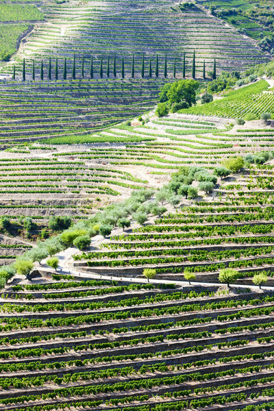 vineyars in Douro Valley, Portugal Stock photo © phbcz