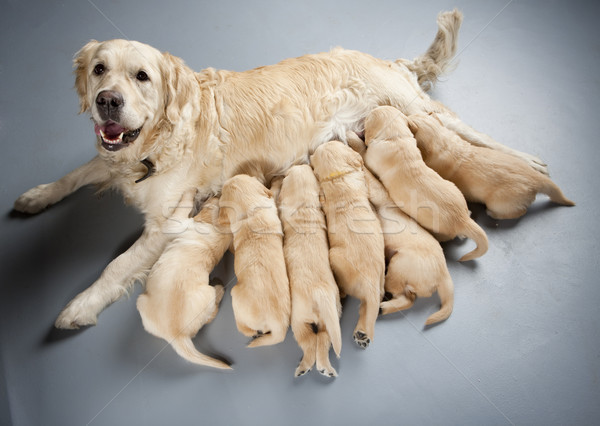 Női kutya golden retriever kiskutyák étel kutyák Stock fotó © phbcz