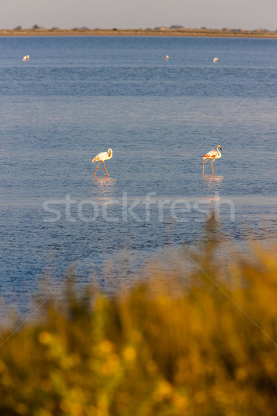flamingos in Camargue, Provence, France Stock photo © phbcz