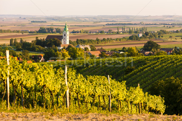 Wijngaard verlagen Oostenrijk kerk reizen Europa Stockfoto © phbcz