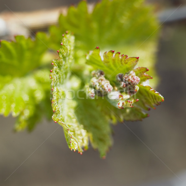 Mugur natură frunze verde frunze Imagine de stoc © phbcz