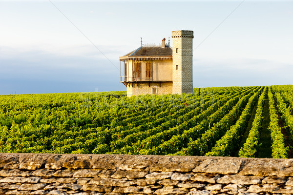 vineyards of Clos Blanc De Vougeot Castle, Burgundy, France Stock photo © phbcz