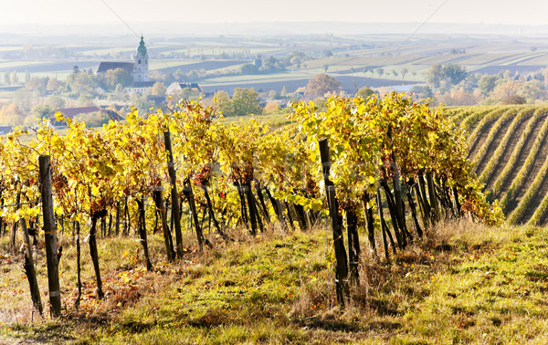 осень снизить Австрия завода винограда виноградник Сток-фото © phbcz