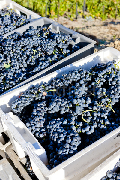 wine harvest, Douro Valley, Portugal Stock photo © phbcz