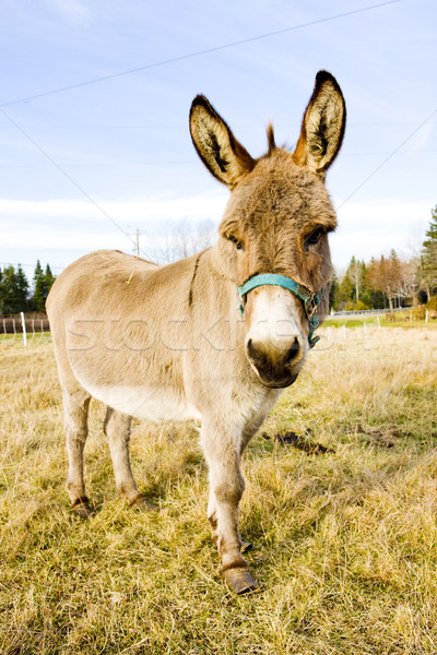 donkey, Vermont, USA Stock photo © phbcz