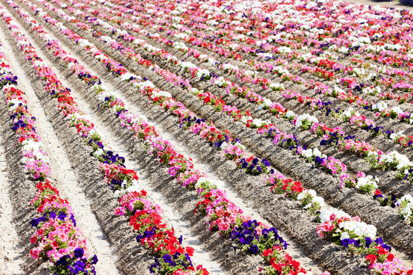 flower field, Provence, France Stock photo © phbcz