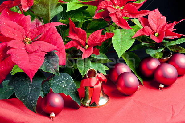 Christmas still life with Poinsettia Stock photo © phbcz