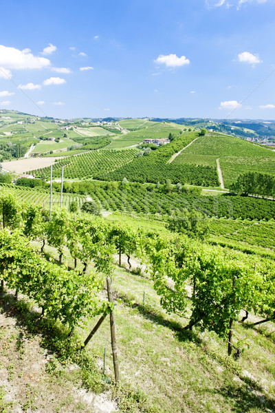 vineyars near Grinzane Cavour, Piedmont, Italy Stock photo © phbcz