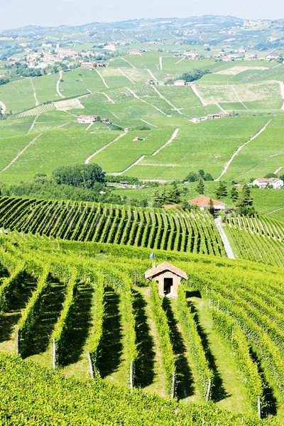 Italia Europa agricultură podgorie în aer liber scenic Imagine de stoc © phbcz