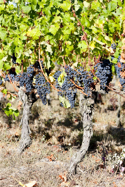 Kék szőlő Bordeau régió Franciaország levél Stock fotó © phbcz
