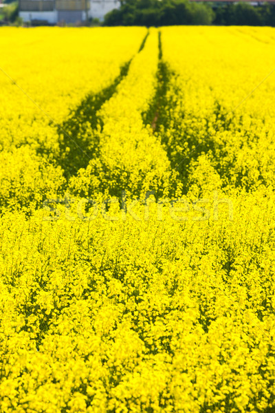 Viol domaine jaune extérieur flore Photo stock © phbcz