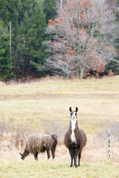 alpacas, Maine, USA Stock photo © phbcz