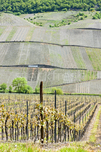 vineyars near Polich, Rhineland-Palatinate, Germany Stock photo © phbcz