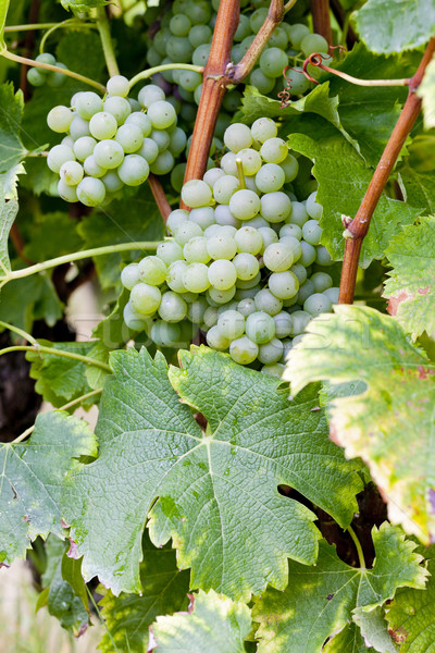 белый винограда регион Франция фрукты зеленый Сток-фото © phbcz