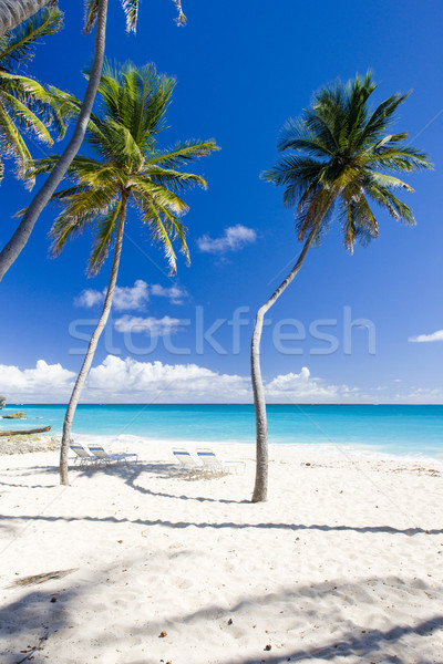 Bodem Barbados caribbean boom landschap zee Stockfoto © phbcz