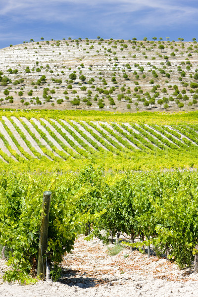Stock photo: vineyards near Villabanez, Valladolid Province, Castile and Leon