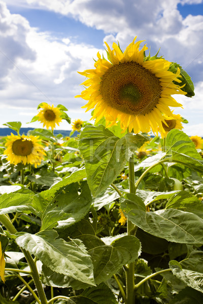 sunflower field Stock photo © phbcz