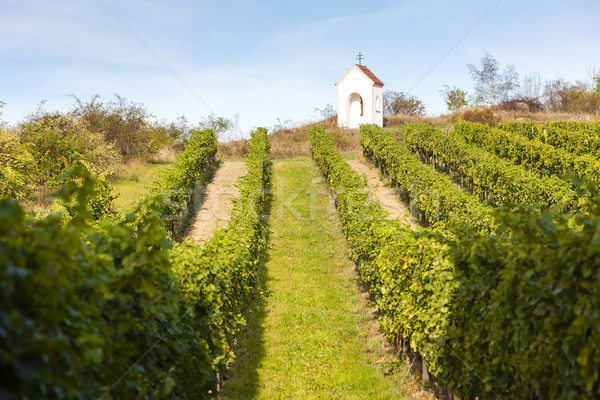 God's torture near Hnanice with vineyard, Southern Moravia, Cze Stock photo © phbcz