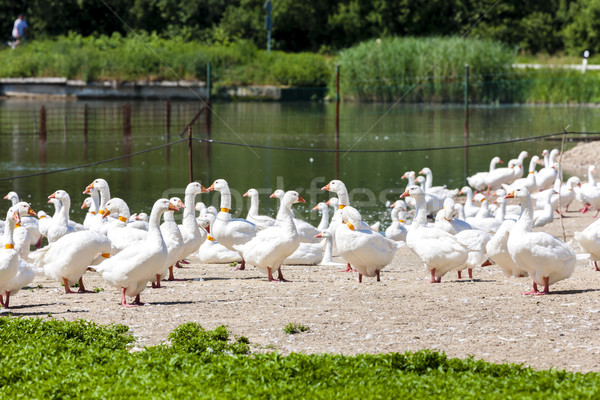 Stock photo: goose farm, Czech Republic