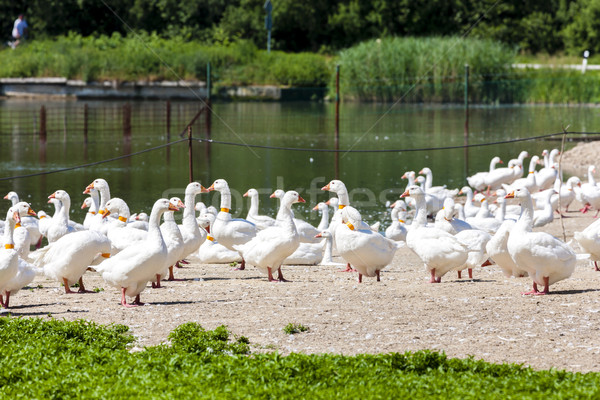 [[stock_photo]]: Oie · ferme · République · tchèque · oiseau · groupe · pays