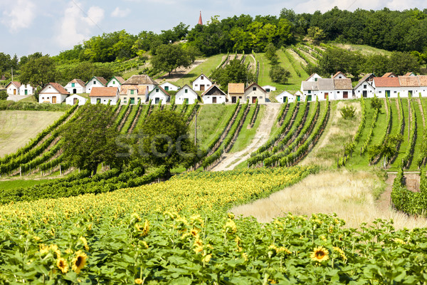 wine cellars with vineyards, Galgenberg, Lower Austria, Austria Stock photo © phbcz