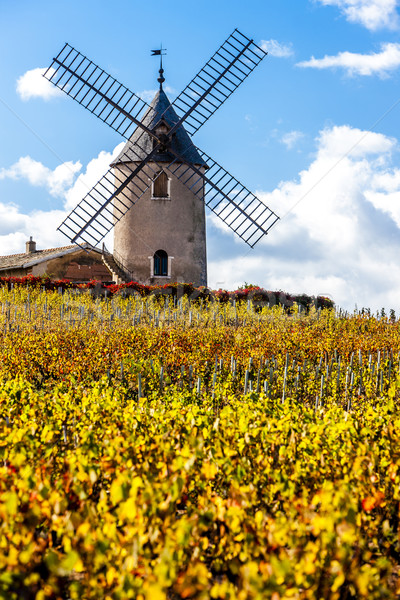 vineyard with windmill near Chenas, Beaujolais, Rhone-Alpes, Fra Stock photo © phbcz