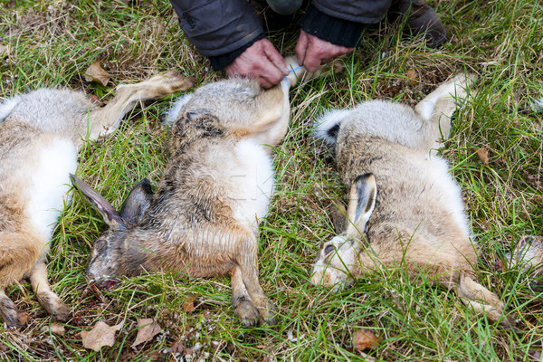 Stock photo: excludes of caught animals (hare)