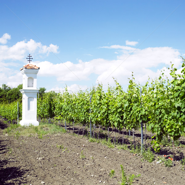 Falu kápolna Csehország bor tájkép szőlőskert Stock fotó © phbcz
