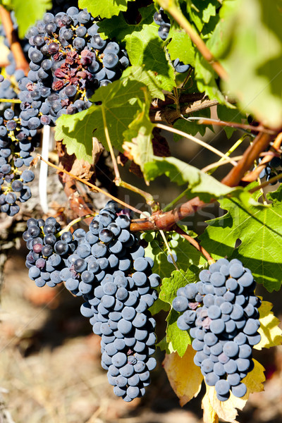 blue grape in Bordeaux Region, Aquitaine, France Stock photo © phbcz