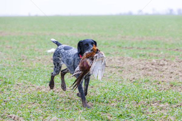 Cão de caça corrida animal de estimação caça ao ar livre Foto stock © phbcz