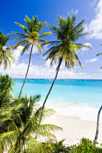 Сток-фото: нижний · Барбадос · Карибы · дерево · пейзаж · морем
