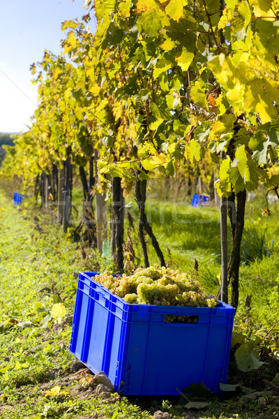 wine harvest, vineyard U svateho Urbana, Czech Republic Stock photo © phbcz