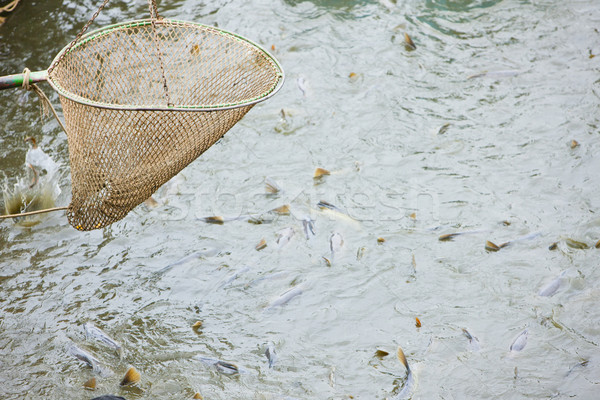 harvesting pond Stock photo © phbcz