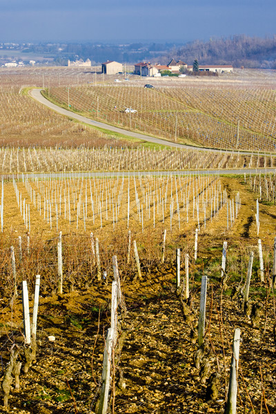 vineyards of Pouilly-Fuiss Stock photo © phbcz