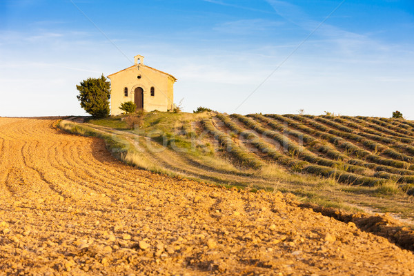Stock photo: chapel with lavender field, Plateau de Valensole, Provence, Fran