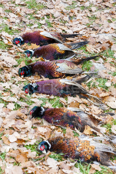 excludes of caught pheasants Stock photo © phbcz