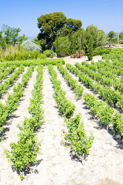 vineyards near Bandol, Provence, France Stock photo © phbcz
