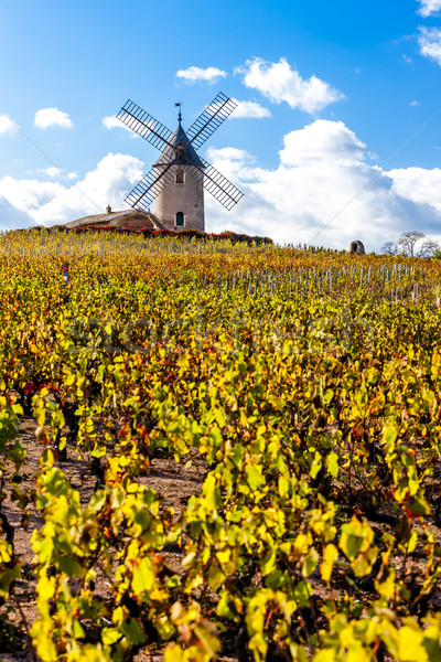 vineyard with windmill near Chenas, Beaujolais, Rhone-Alpes, Fra Stock photo © phbcz